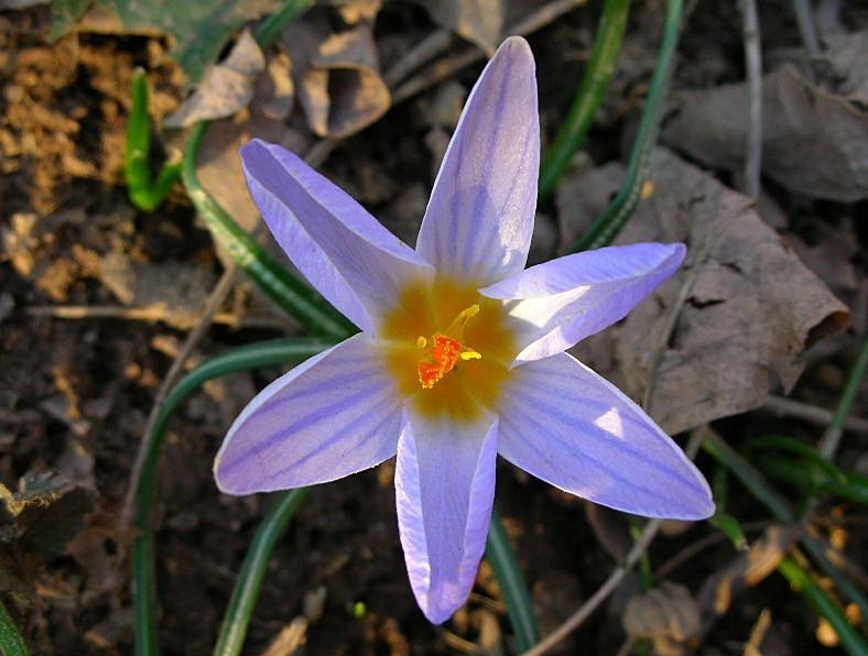 Crocus biflorus / Zafferano selvatico